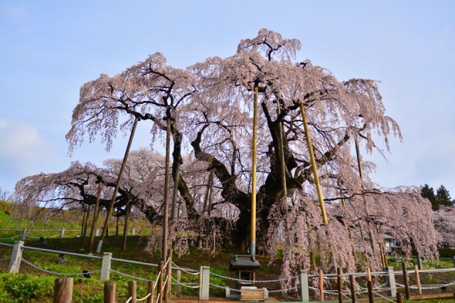 三春滝桜の開花情報やアクセス・ライトアップ情報