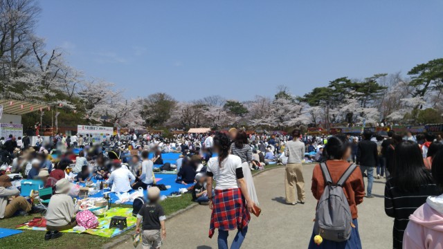 千秋公園　桜まつり