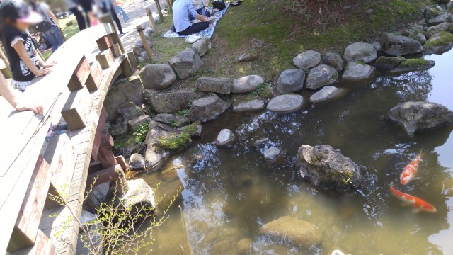 千秋公園　桜まつり　鯉