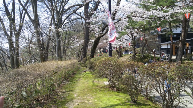 千秋公園　桜まつり　穴場