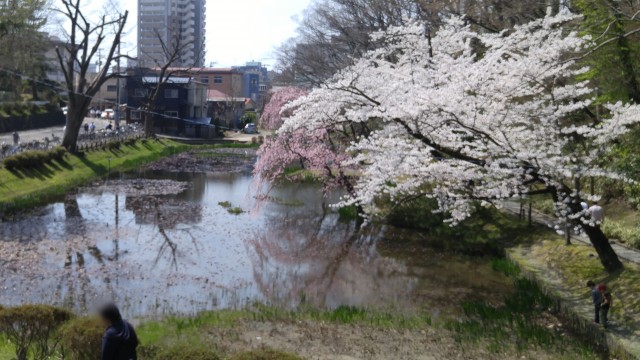 千秋公園　桜まつり