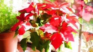 クリスマス いちにのさんし クリスマス いちにのさんし